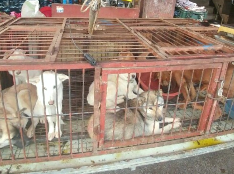 Dog Meat Outlawed